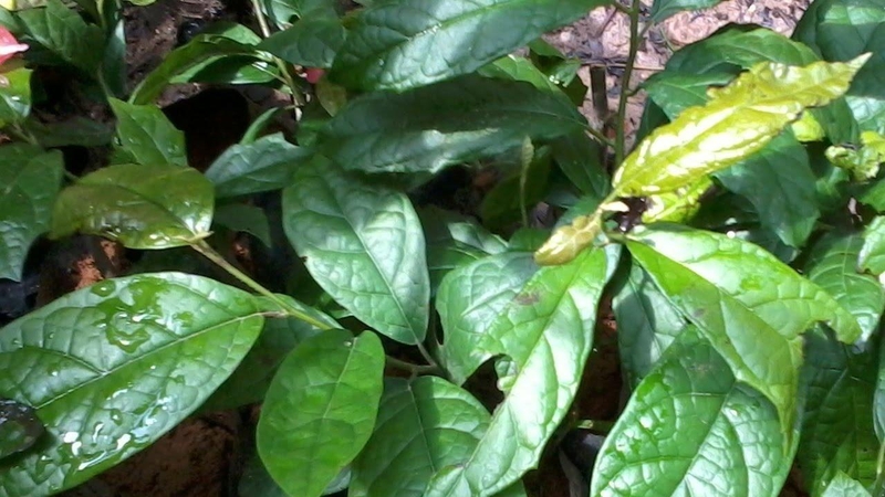 Cách điều trị ung thư phổi tại nhà3