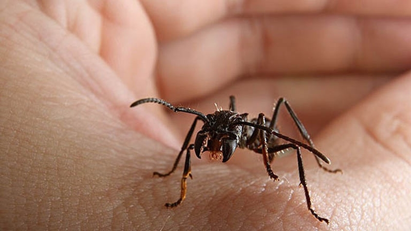 Cách điều trị và phòng ngừa khi bị viêm da tiếp xúc do côn trùng 1