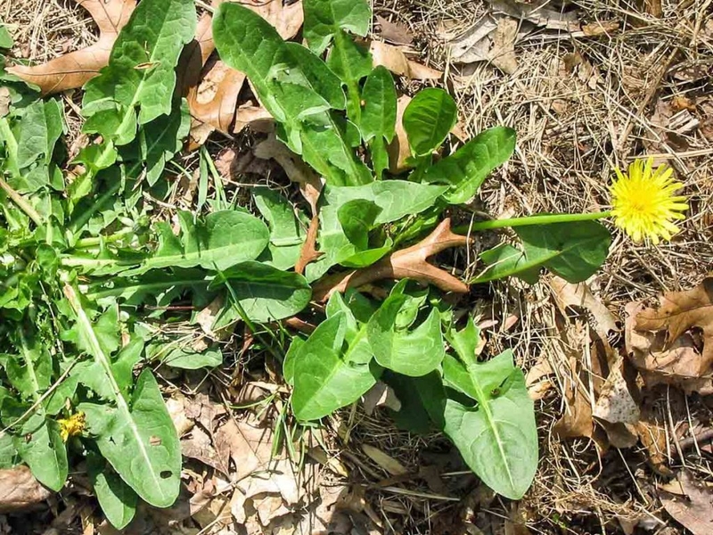 Cách dùng cây bồ công anh chữa tắc tia sữa1