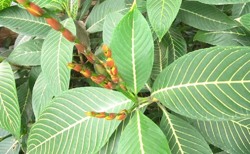 Cách dùng cây xăng sê chữa trào ngược dạ dày an toàn và hiệu quả 1