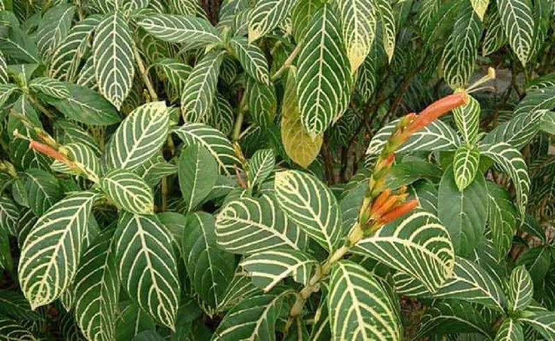 Cách dùng cây xăng sê chữa trào ngược dạ dày an toàn và hiệu quả 2