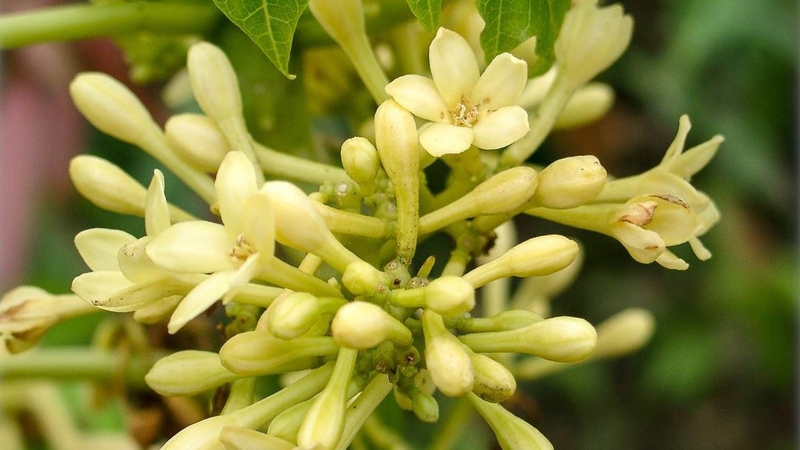 Cách dùng hoa đu đủ đực chữa ho cho trẻ không lo tác dụng phụ 1