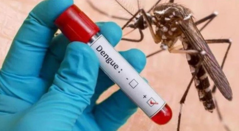 Cách dùng húng quế chống muỗi hiệu quả