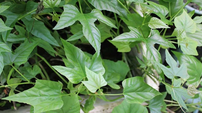 Cách dùng lá chìa vôi chữa thoát vị đĩa đệm hiệu quả 2