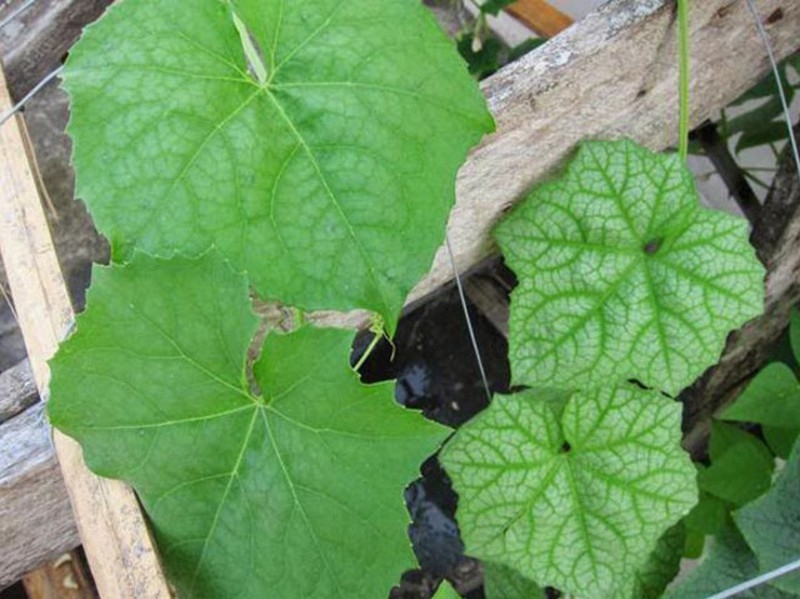 Top 6 cách trị mụn nội tiết bằng thuốc nam hiệu quả 3