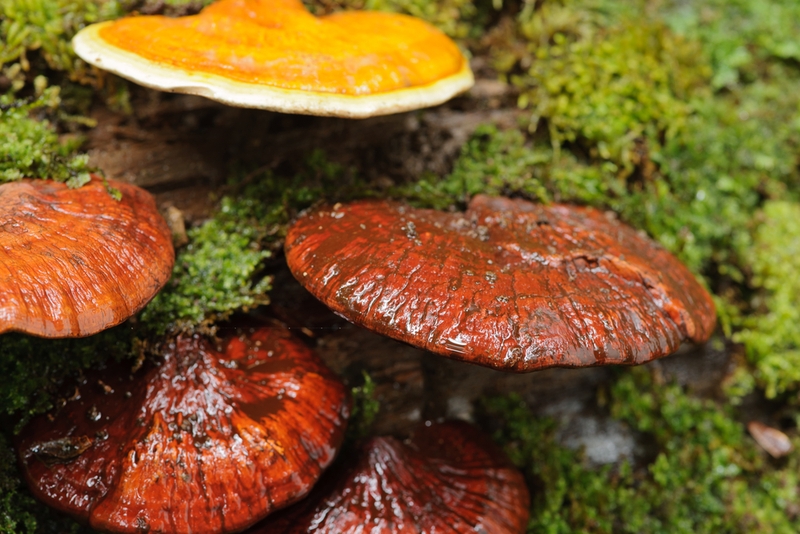 Cách dùng nấm linh chi cho trẻ em - bí quyết để bé yêu luôn khỏe mạnh 2