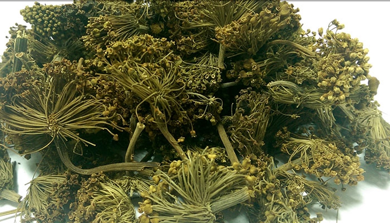 Hoa tam thất phơi khô là một bài thuốc quý đối với sức khỏe