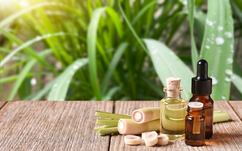 Cách đuổi chuột chù an toàn, hiệu quả nhà nào cũng nên biết 2