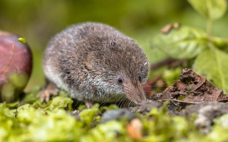 Cách đuổi chuột chù an toàn, hiệu quả nhà nào cũng nên biết 1