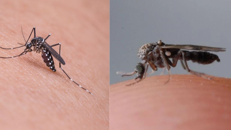 Cách Đuổi Dĩn (Bọ Mát) Mà Bạn Nên Biết 0