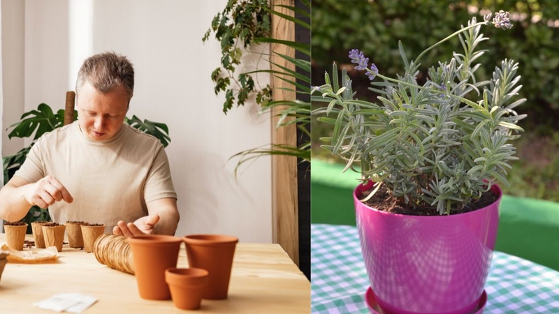 Cách Đuổi Dĩn (Bọ Mát) Mà Bạn Nên Biết 4