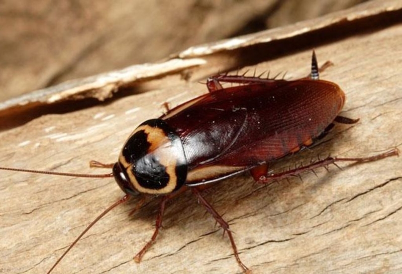 Bật mí: Cách đuổi gián trong tủ quần áo hiệu quả nhất 1