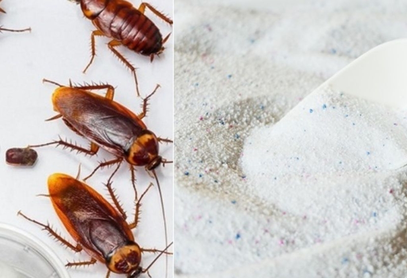 Bật mí: Cách đuổi gián trong tủ quần áo hiệu quả nhất 3