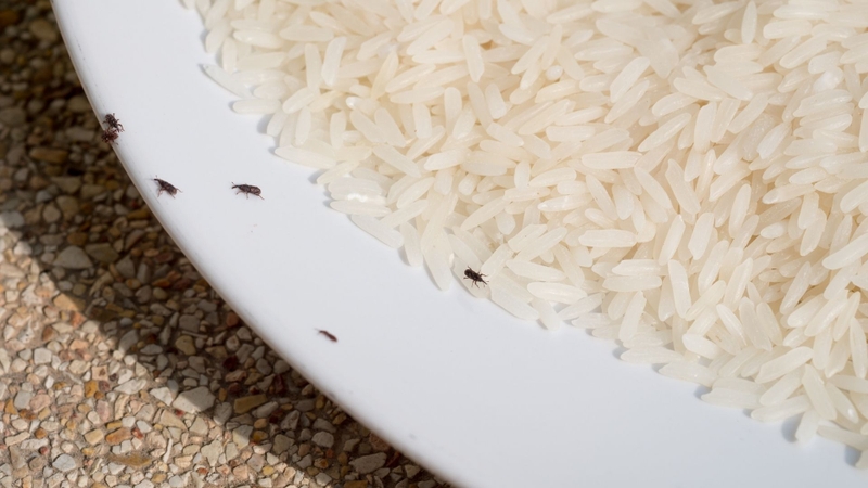 Mọt gạo thường được dùng để chỉ những loài côn trùng nhỏ gây hại cho hạt gạo trong quá trình dự trữ