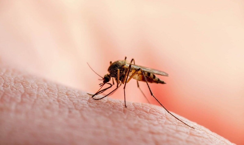 Những công dụng tuyệt vời của dầu gió không phải ai cũng biết