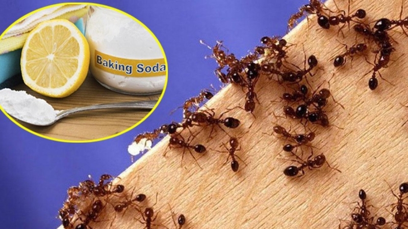 Cách đuổi muỗi bằng vỏ chanh tự nhiên lại hiệu quả 3