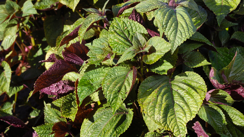 Các loại cây như sả, tía tô, lăng nhạn đều phát ra mùi khiến rắn khó chịu