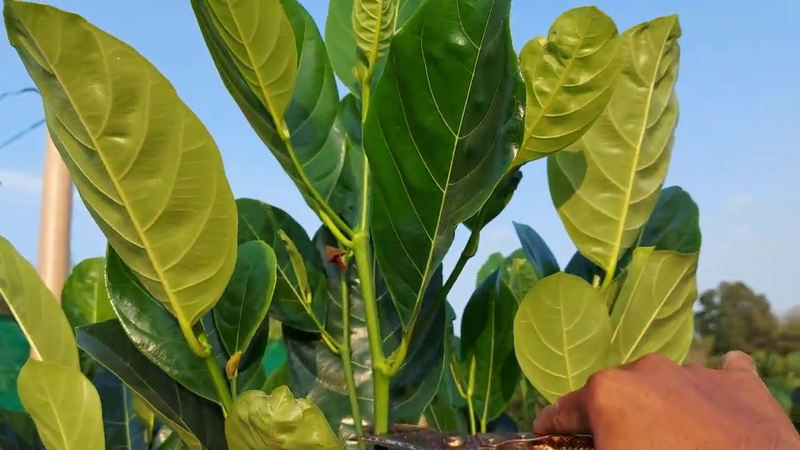 Cách giải rượu bằng lá mít  1