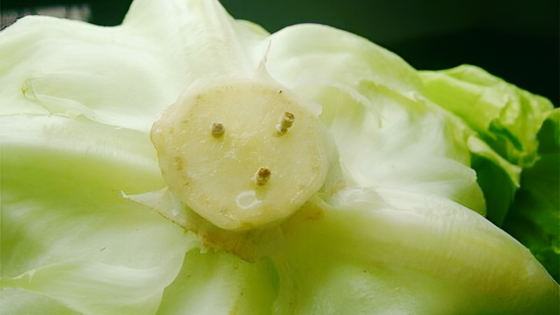 Cách giữ rau tươi lâu khi không có tủ lạnh 3