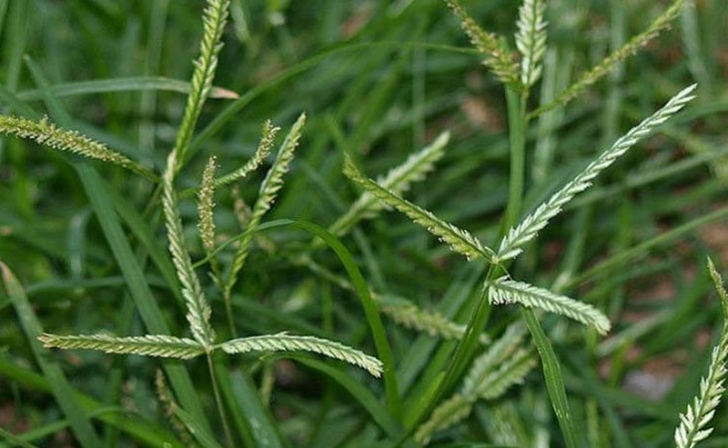 Cỏ mần trầu là loại cỏ có cấu tạo bẹ lá mỏng và có lông nhỏ