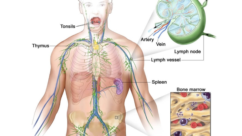 Cách hệ thần kinh trung ương hoạt động như thế nào? 2