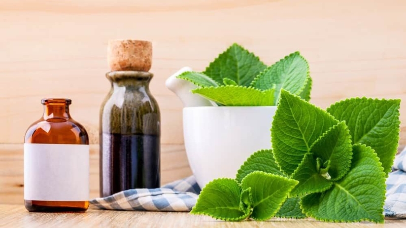 Cách kết hợp húng chanh mật ong trị bệnh và tăng cường sức khỏe 2