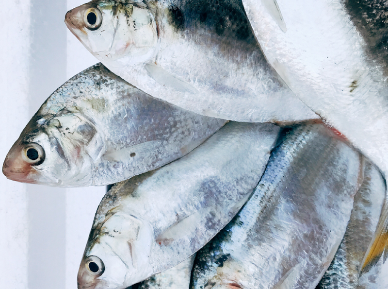 Cá mòi có chứa hàm lượng axit béo Omega 3 dồi dào