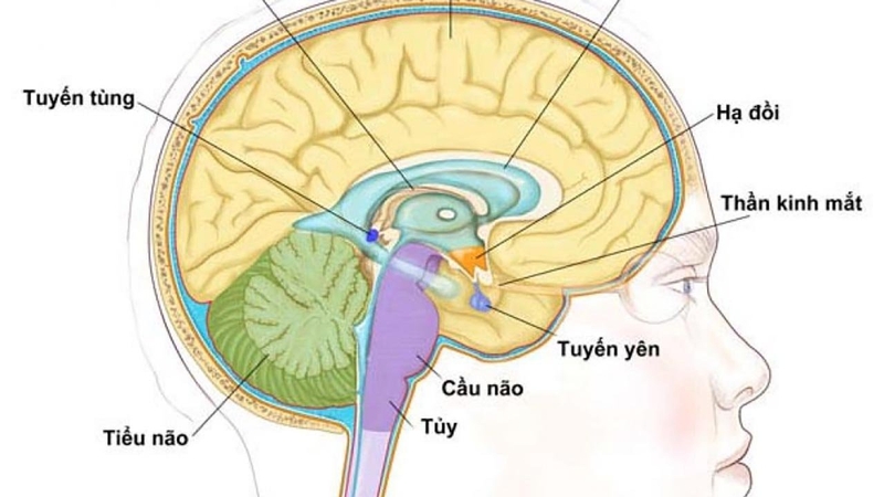 6 cách giúp kích thích tuyến yên tăng chiều cao tự nhiên 1