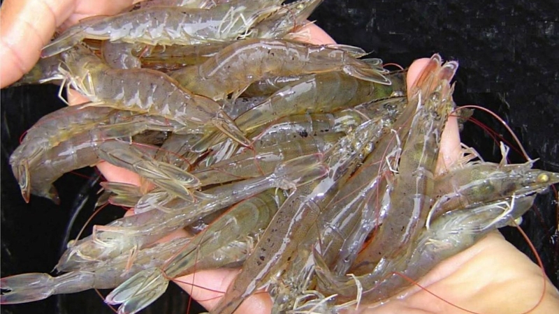 Cách làm bánh ít trần nhân tôm thịt mềm dẻo, thơm ngon tại nhà 1