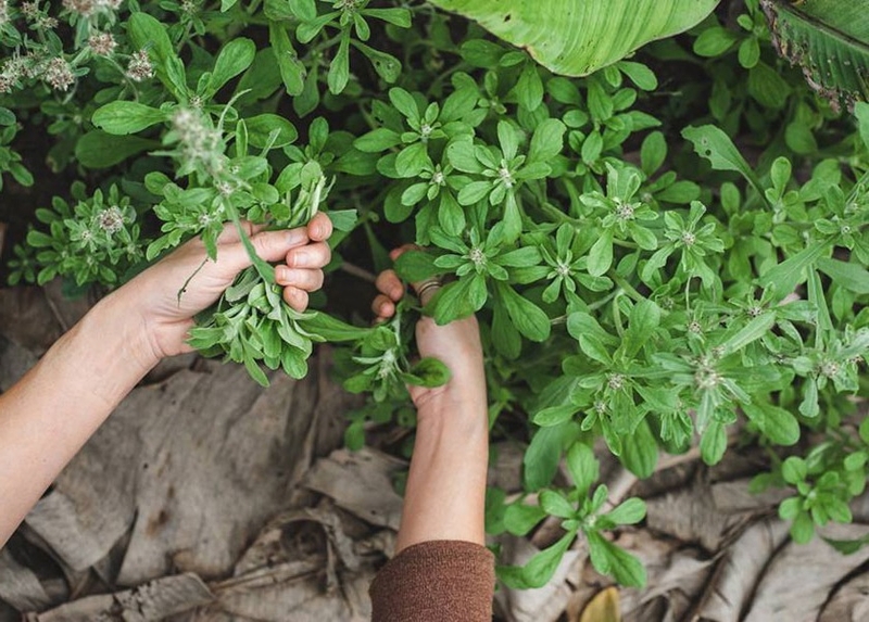 Cách làm bánh khúc 2