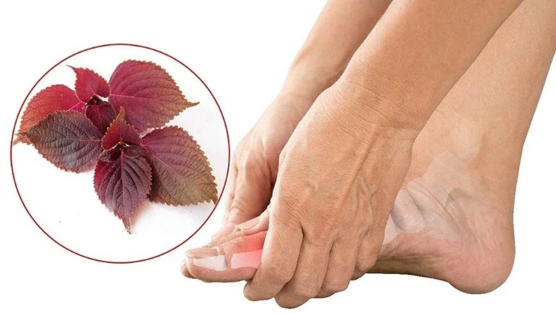 Cách làm bột tía tô và những lưu ý khi sử dụng 1