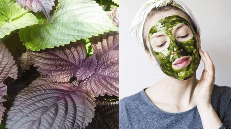 Cách làm bột tía tô và những lưu ý khi sử dụng 3