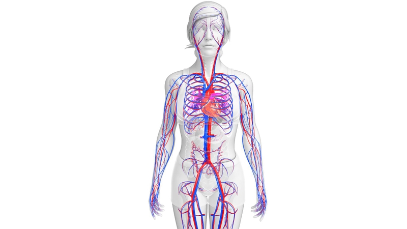 Cách làm máu lưu thông lên não, áp dụng tại nhà giúp tăng cường chức năng não 1