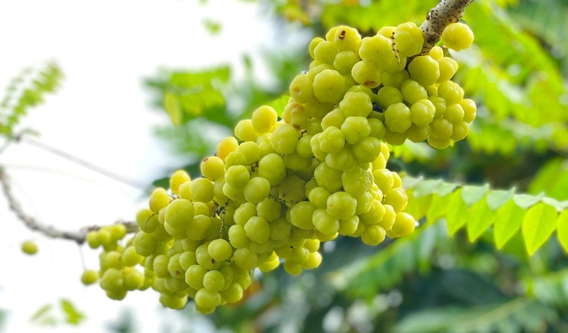 Cách làm mứt chùm ruột không dập nát? Công dụng trong chữa bệnh? 1