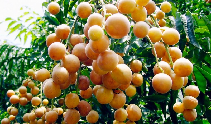 Cách làm quất hồng bì ngâm mật ong chữa ho hiệu quả không nên bỏ qua 3