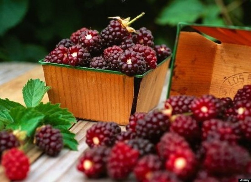 Hướng dẫn cách làm siro dâu tằm thơm ngon tại nhà 2