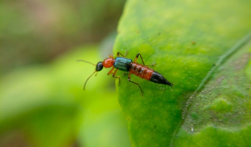 Cách làm tinh dầu đuổi kiến ba khoang và xử lý vết thương khi bị cắn 1