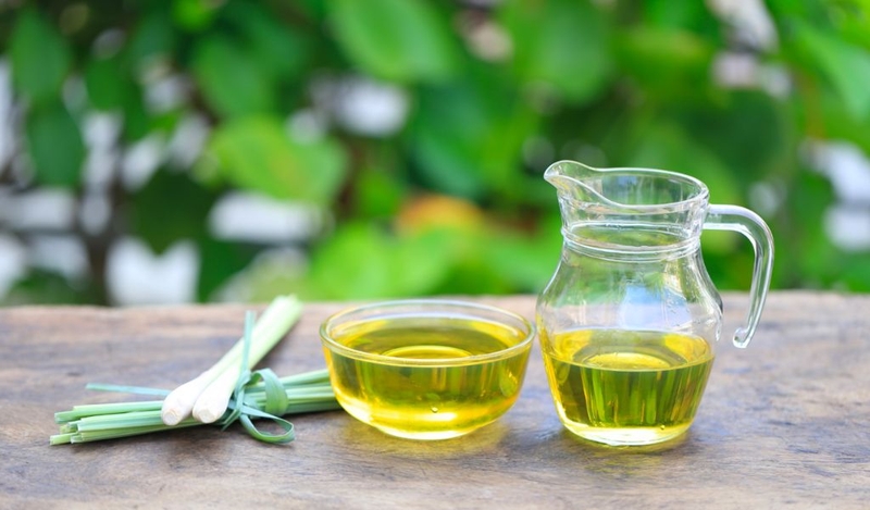 Cách làm tinh dầu đuổi kiến ba khoang và xử lý vết thương khi bị cắn 2