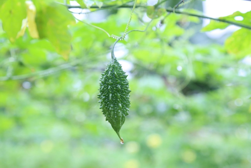 cách làm trà khổ qua rừng 1