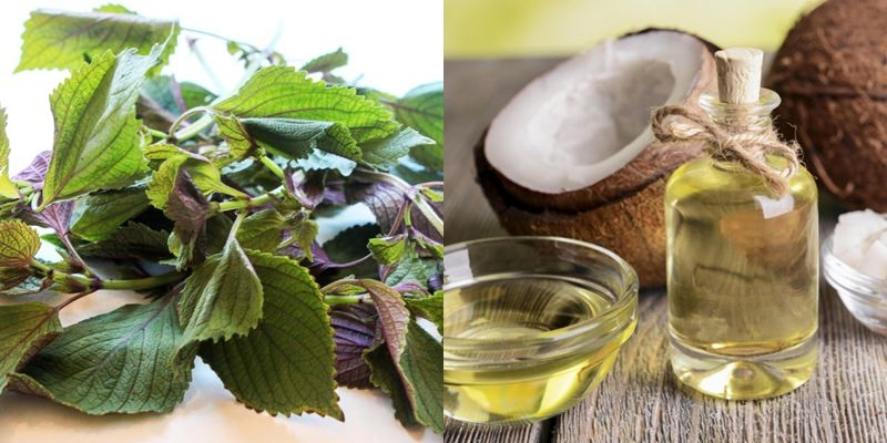 Công dụng làm đẹp bất ngờ của lá tía tô 4