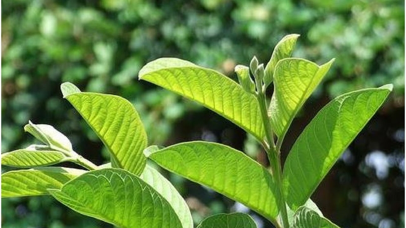 Tẩy trắng răng bằng cách súc miệng với nước cốt lá ổi