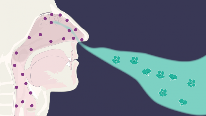 khoảng 52% bệnh nhân covid mắc phải triệu chứng mất khứu giác