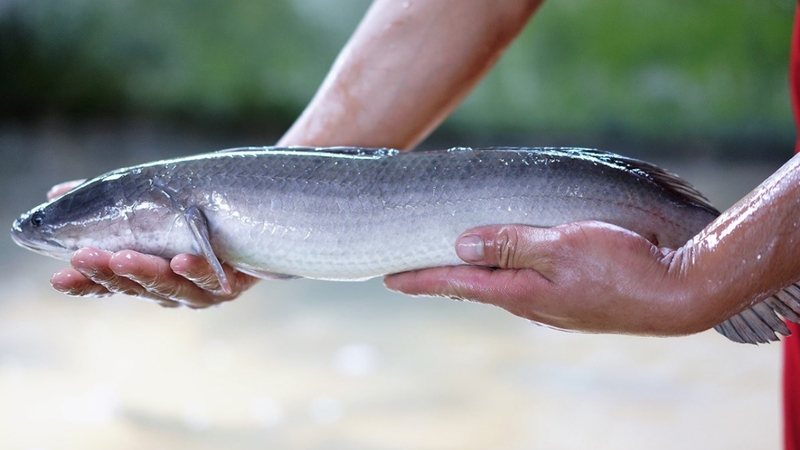 Cách nấu bánh canh cá lóc 1