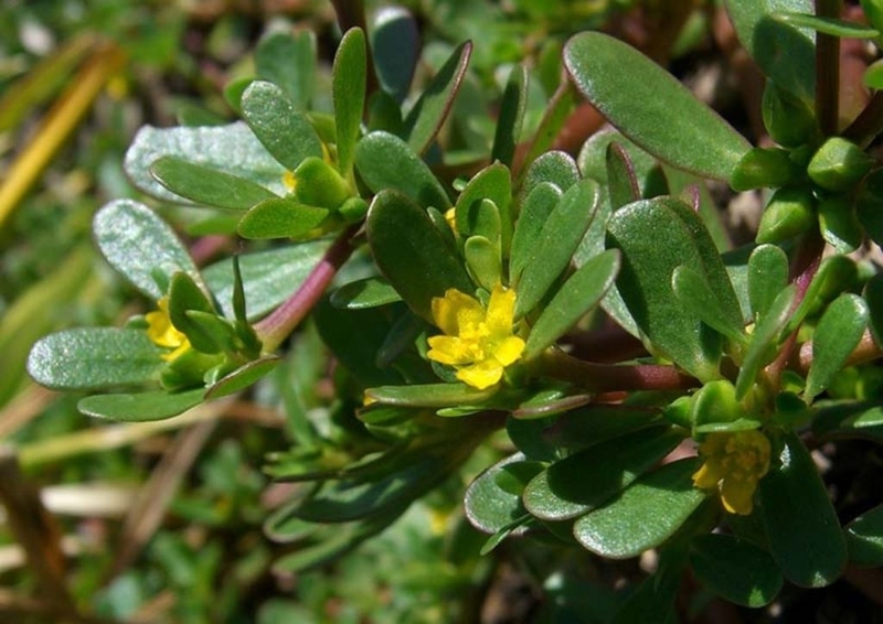 Cách nấu cháo rau sam cho bé ăn dặm khi bị tiêu chảy thơm ngon, dễ ăn 4