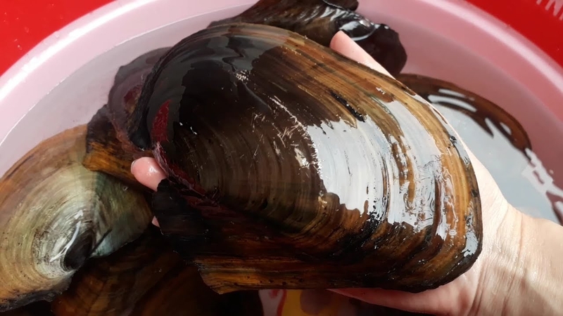 Cách nấu cháo trai thơm ngon bổ dưỡng dễ dàng tại nhà 1