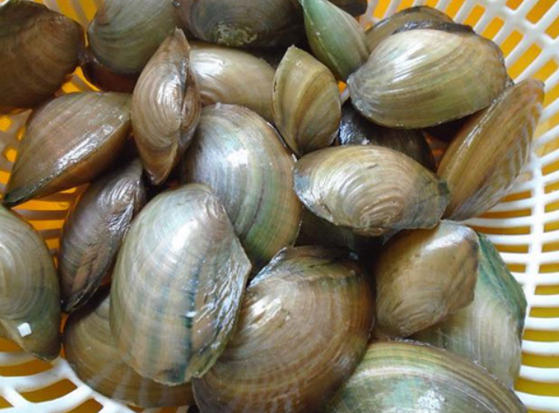 Cách nấu cháo trai thơm ngon bổ dưỡng dễ dàng tại nhà 2