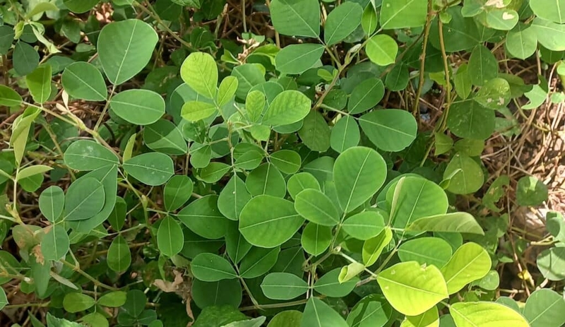 Cách nấu nước lá kim tiền thảo hỗ trợ trị bệnh 2