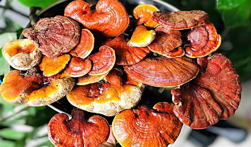 Nấm lim xanh là dược liệu tự nhiên quý giá