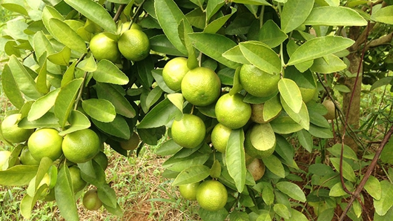 Cách ngâm chanh đào đường phèn trị ho hiệu quả 3