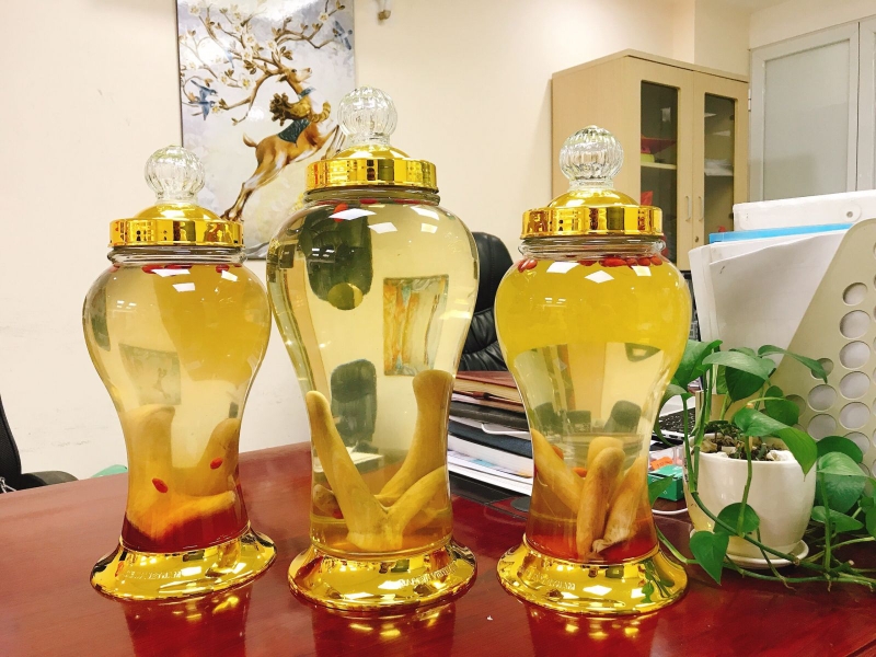 Ngâm rượu đông trùng hạ thảo với nhung hươu